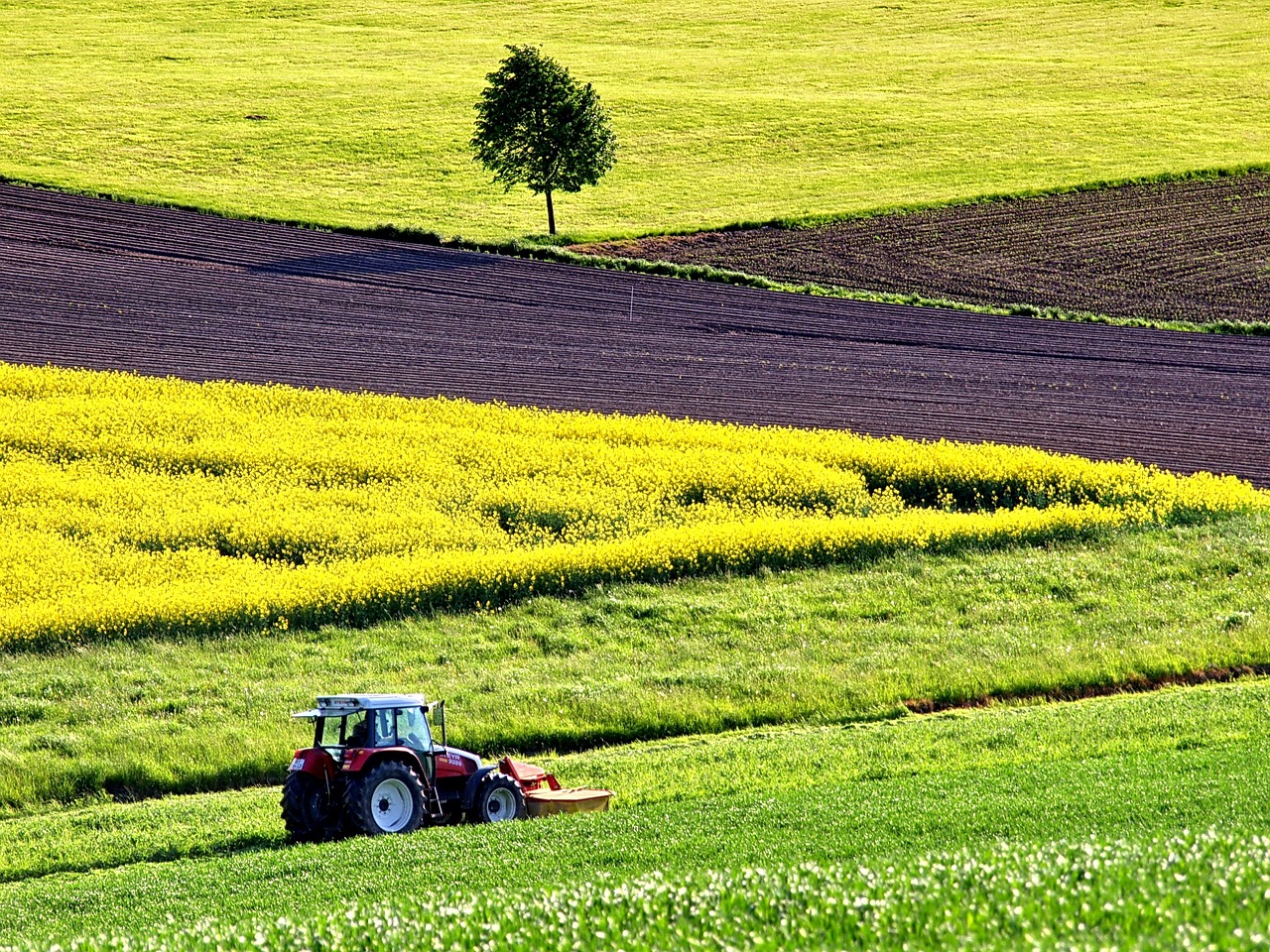 agriculture, field of rapeseeds, field-1619437.jpg