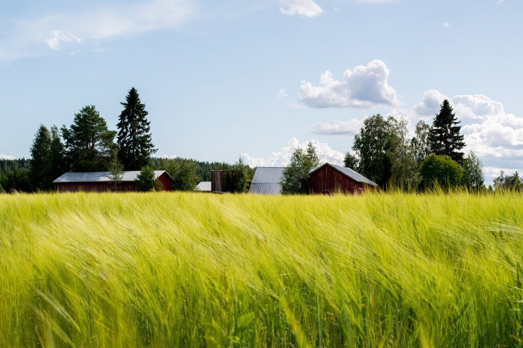 field, grain, agriculture-8139258.jpg