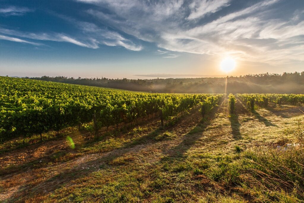 vineyard, sunrise, sun-428041.jpg